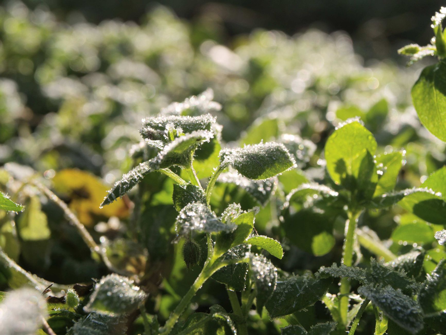 Mastering Your Microclimates for a Bigger Harvest — The 10-Minute Sun Map: Your Balcony Layout Blueprint