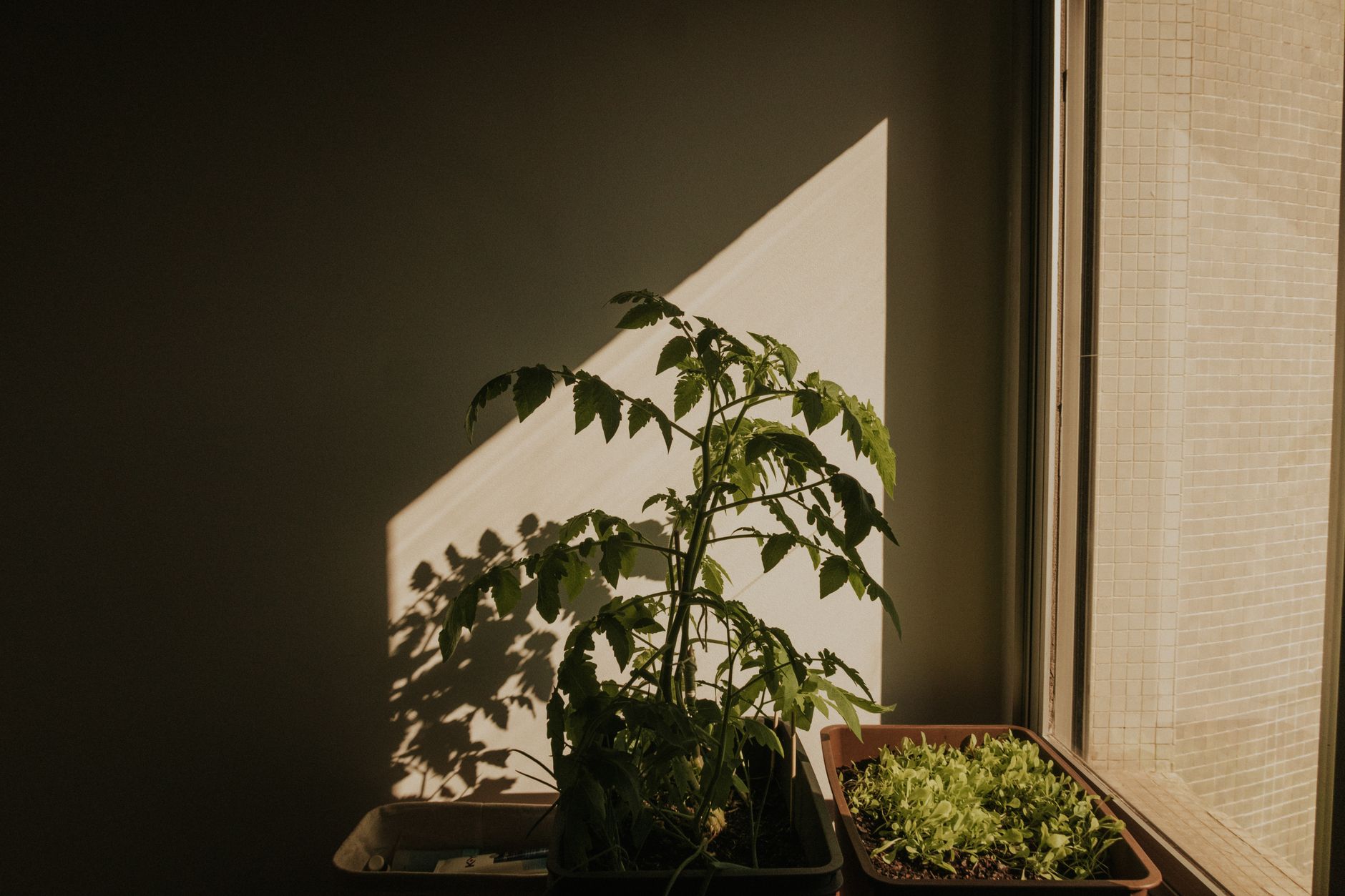 The Container Soil Conundrum: Why Garden Soil is a Death Sentence — Your Balcony Soil Blueprint: DIY Mixes, Feeding Schedules & Low-Mess Tips