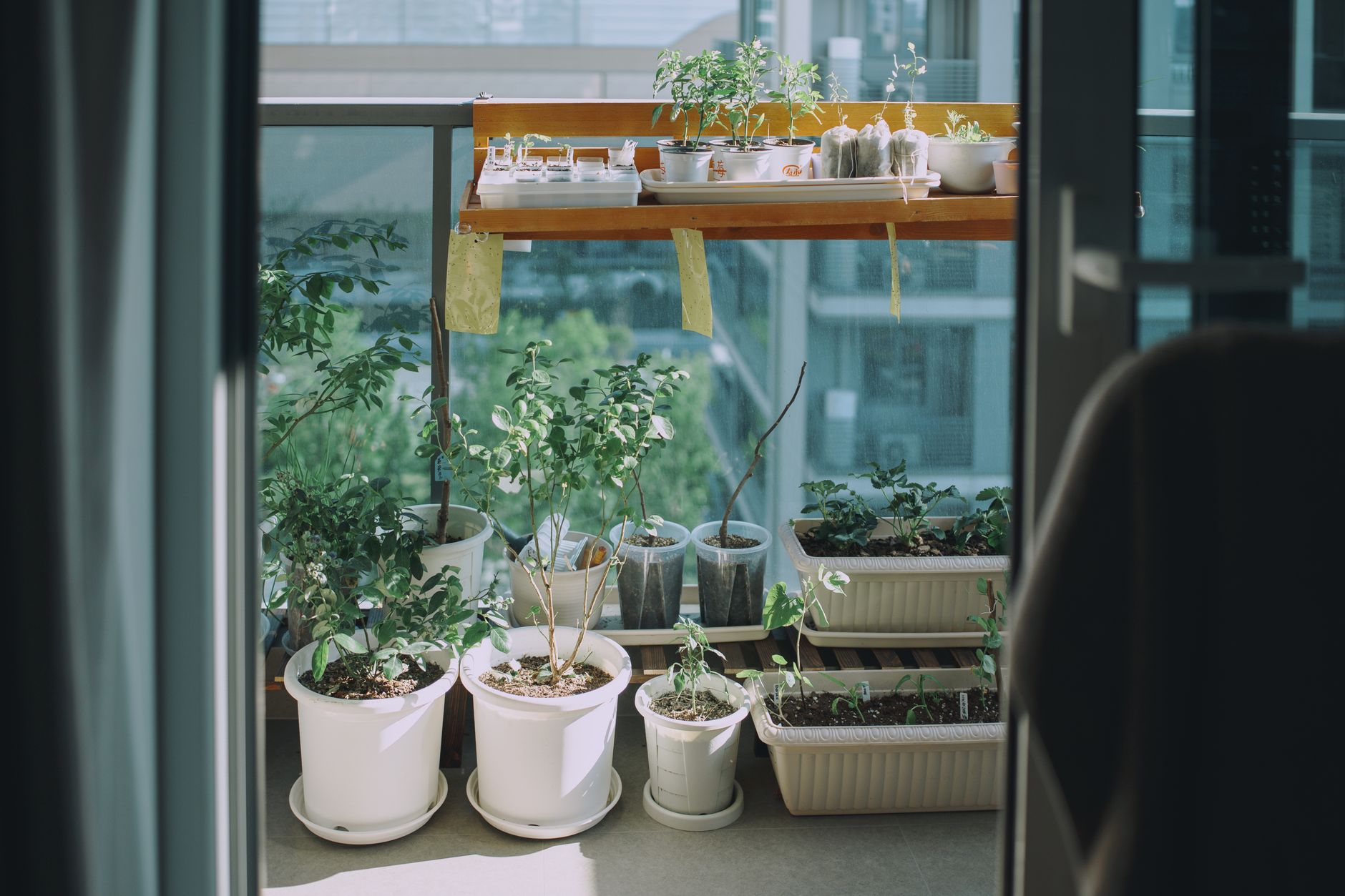 Illustration for Your First Balcony Garden: A 7-Day Setup Guide for Absolute Beginners