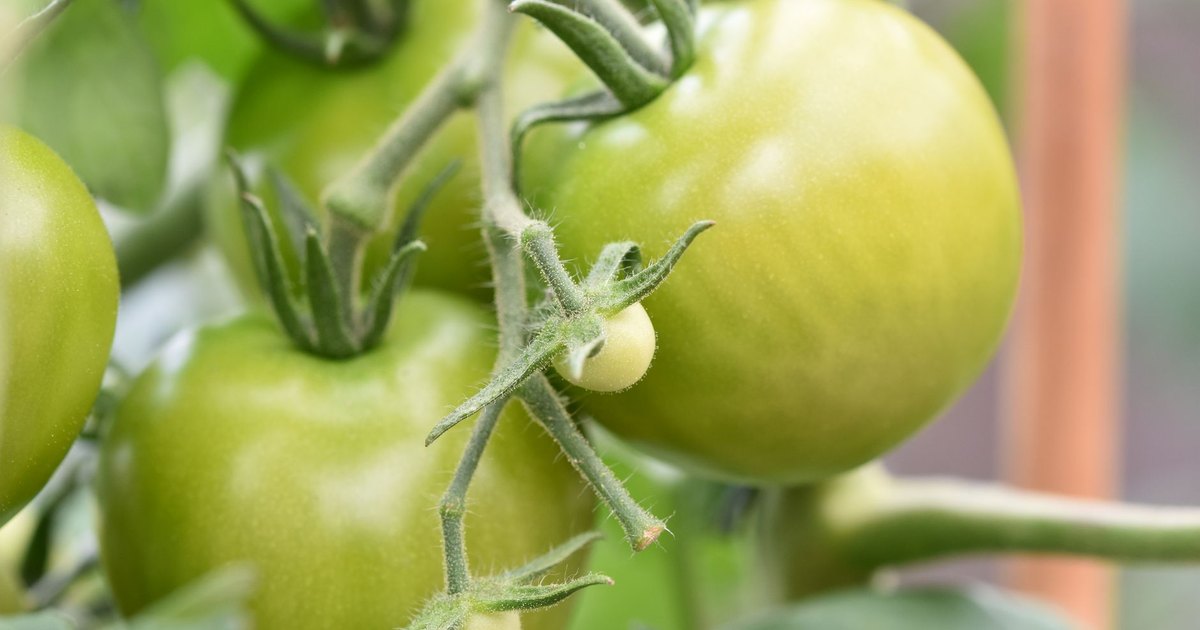 How to Grow Tomatoes in Pots on a Balcony: Varieties, Containers and Care — Balcony Veggies